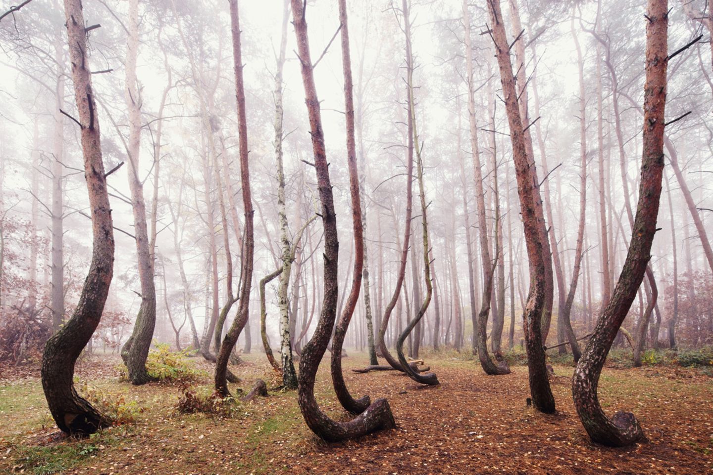 Waldwelten - Kilian Schönberger