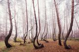 Waldwelten - Kilian Schönberger