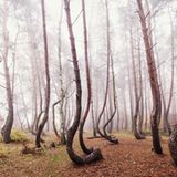 Waldwelten - Kilian Schönberger