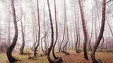Waldwelten - Kilian Schönberger