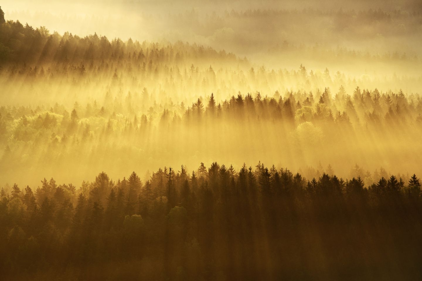 Waldwelten - Kilian Schönberger