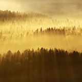 Waldwelten - Kilian Schönberger