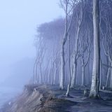 Waldwelten - Kilian Schönberger