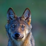 Wilder Wolf in Deutschland