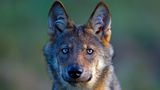 Wilder Wolf in Deutschland