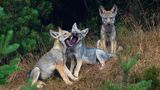 Wilder Wolf in Deutschland