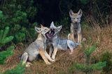 Wilder Wolf in Deutschland
