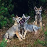 Wilder Wolf in Deutschland