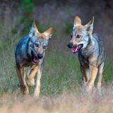 Wilder Wolf in Deutschland