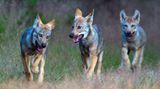 Wilder Wolf in Deutschland