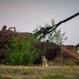 Wilde Wölfe in Deutschland