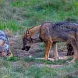 Wilde Wölfe in Deutschland