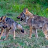 Wilde Wölfe in Deutschland