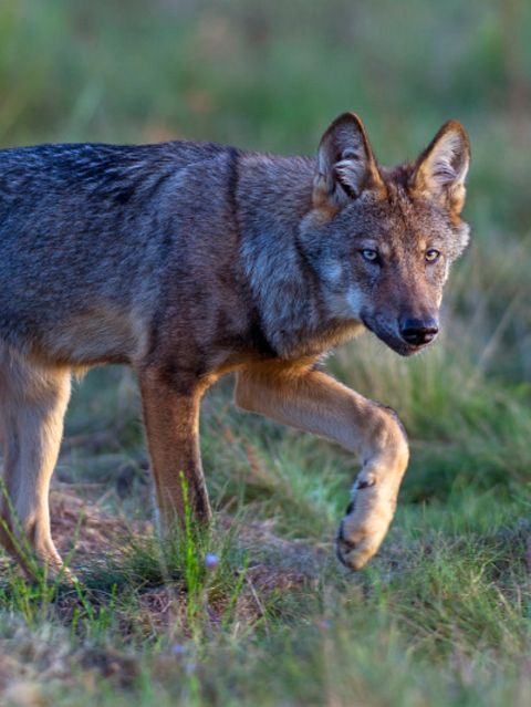 Wilder Wolf in Deutschland