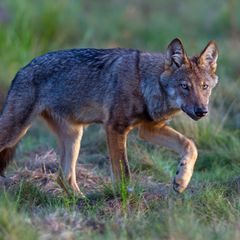 Wilder Wolf in Deutschland