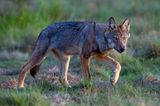 Wilder Wolf in Deutschland