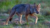 Wilder Wolf in Deutschland