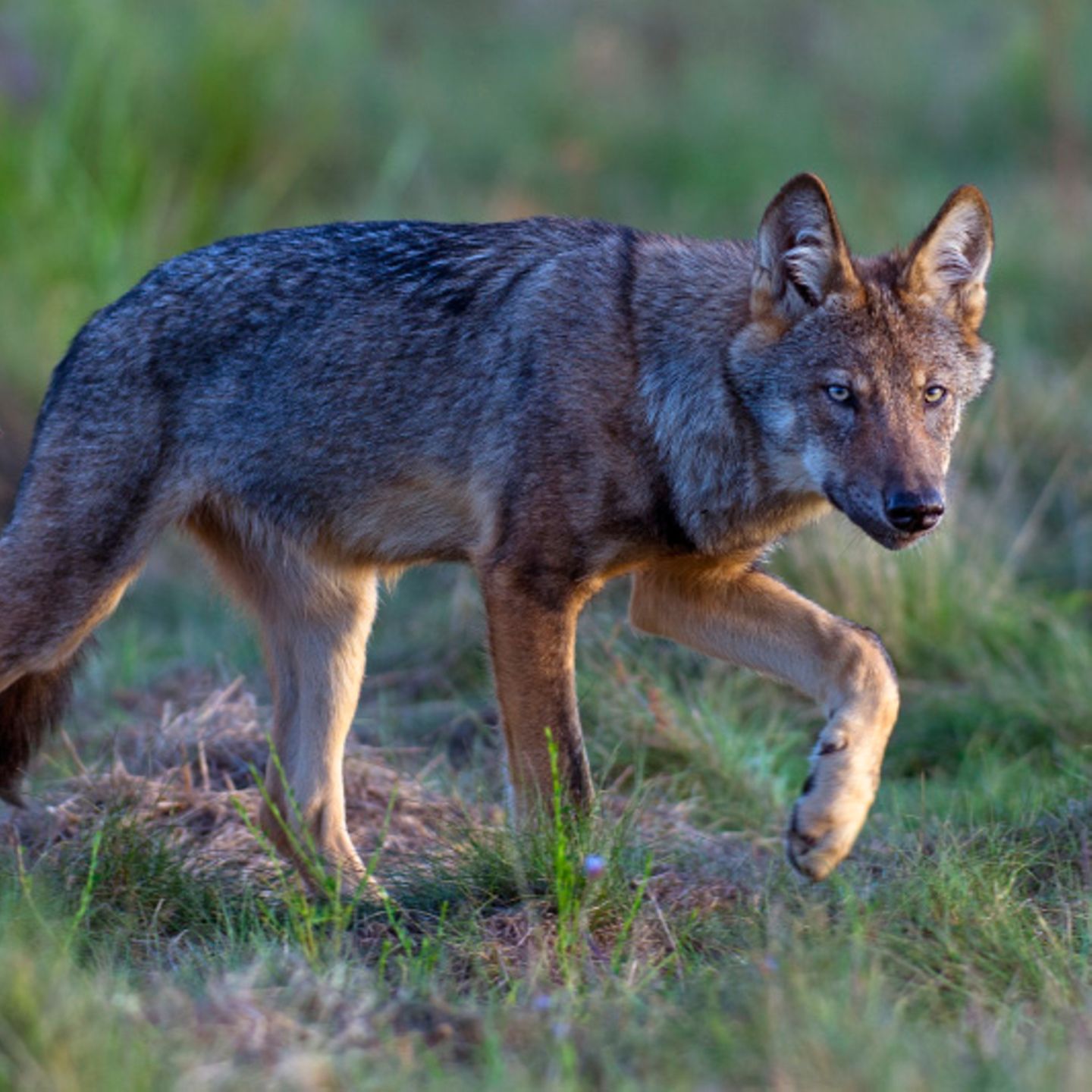 Wilder Wolf in Deutschland