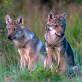 Wilde Wölfe in Deutschland