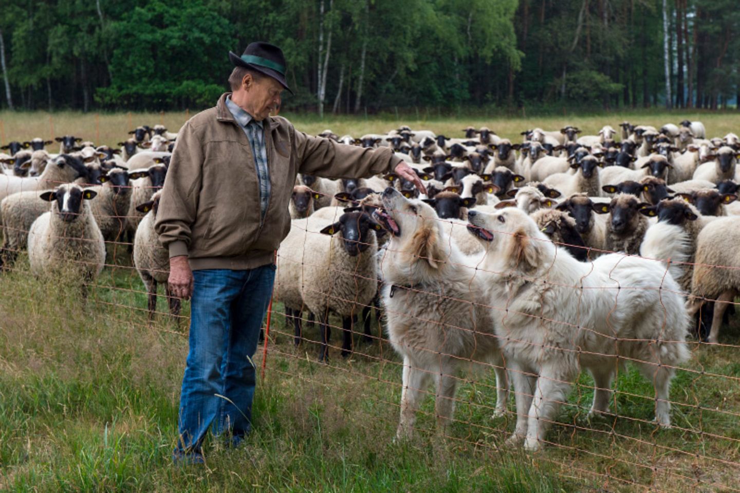 Schäfer mit Herdenhunden und Schafen