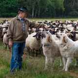 Schäfer mit Herdenhunden und Schafen
