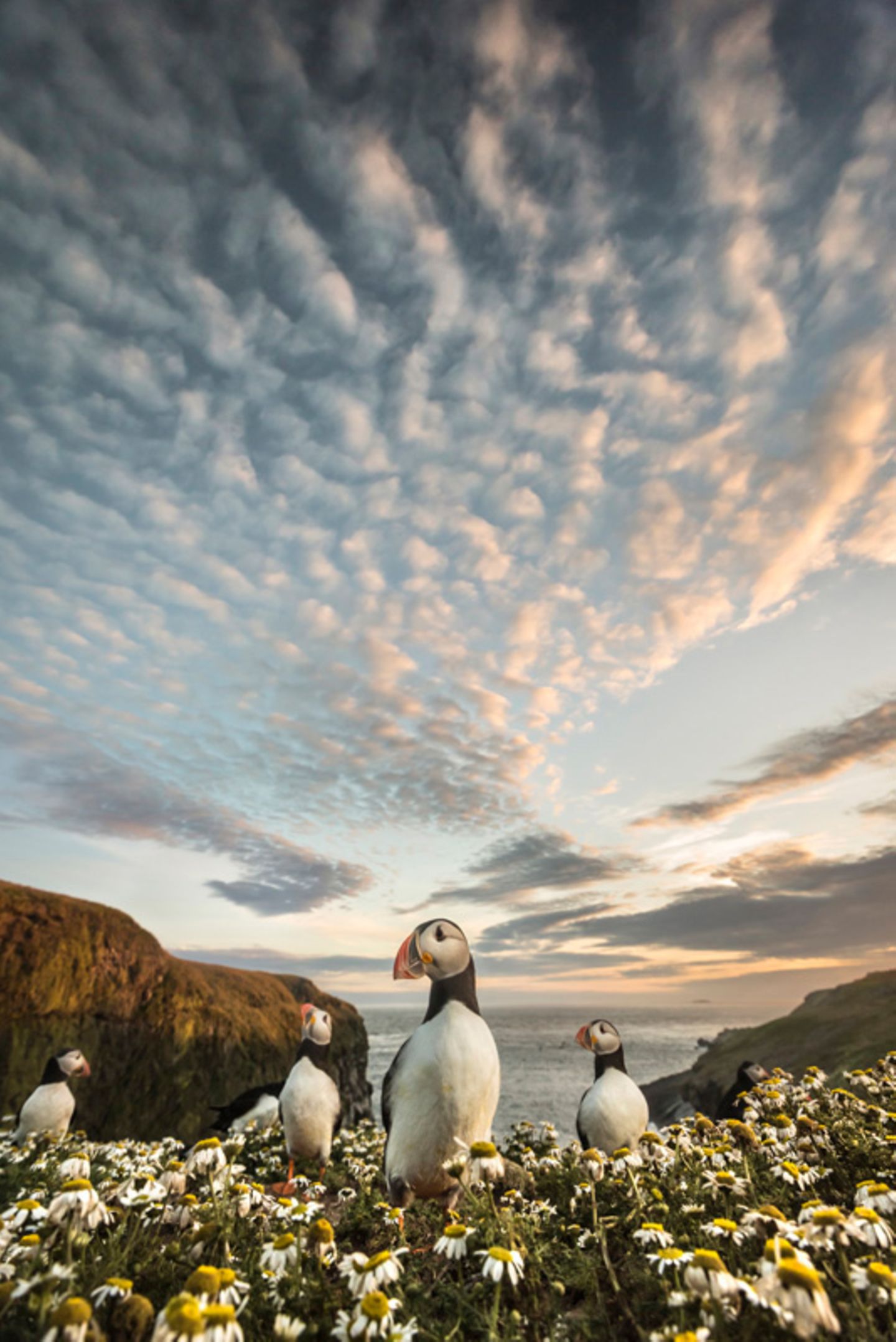 Skomer Island, Pembrokeshire Coast, Wales