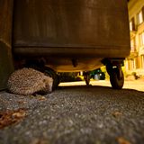 Igel unter Müllcontainer bei Nacht
