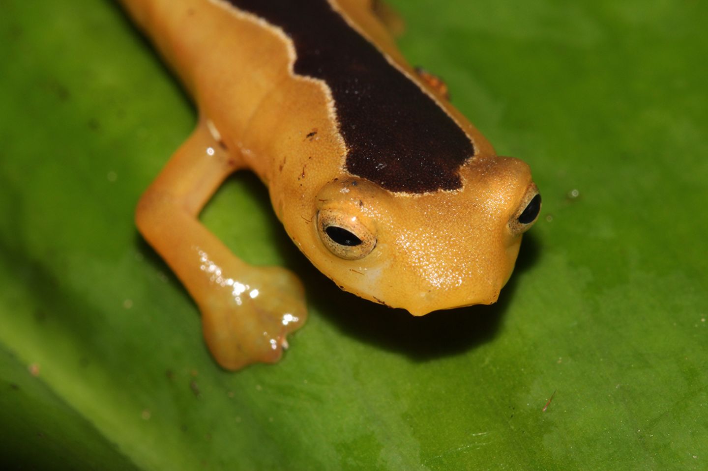 Jackson¹s climbing Salamander