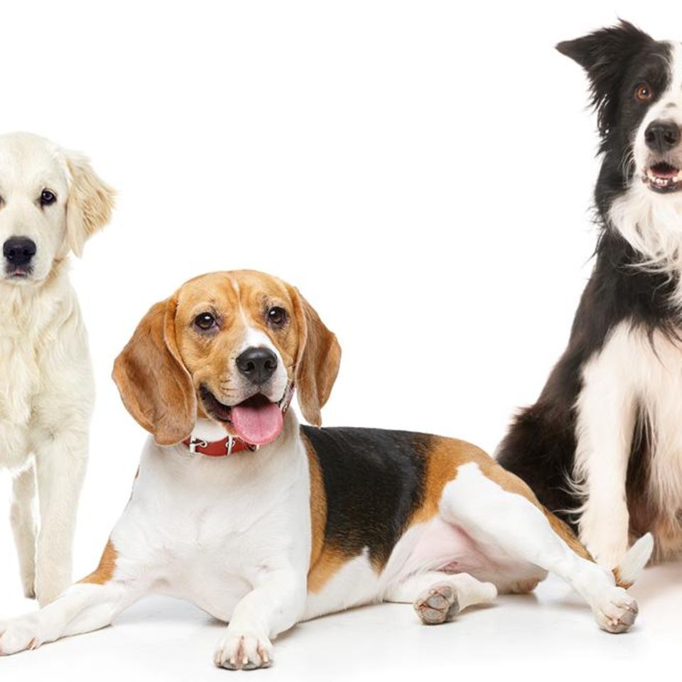 Hunde