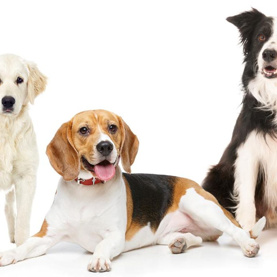 Hunde