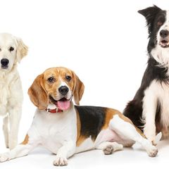 Hunde