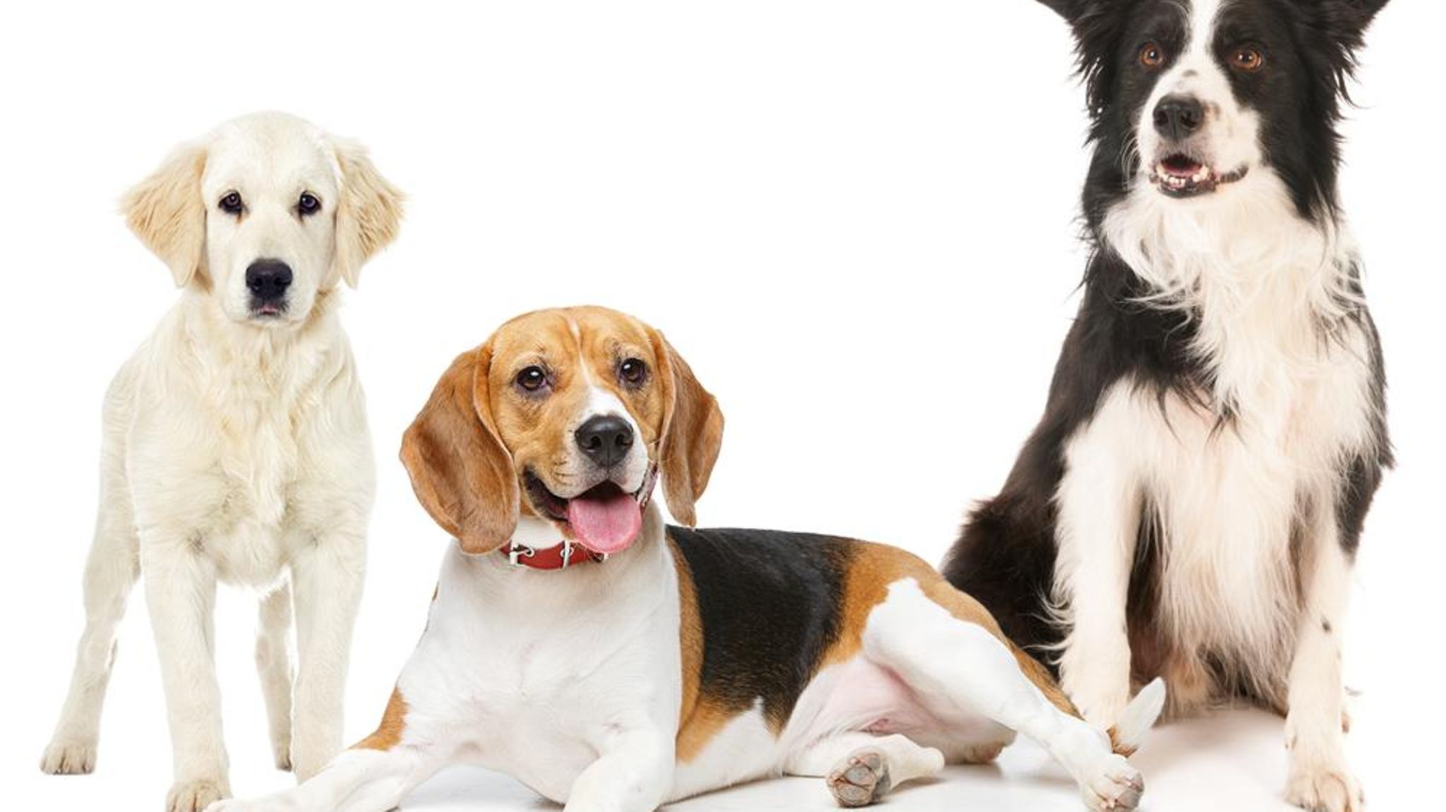 Hunde