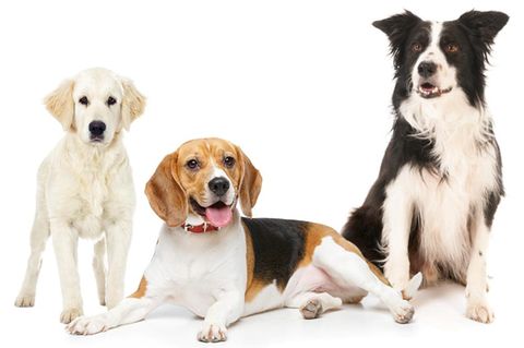 Hunde