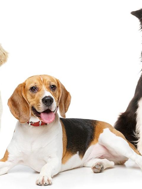 Hunde
