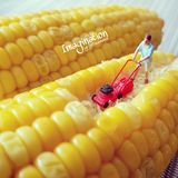 Miniature / Jefferson Soesetyo