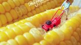 Miniature / Jefferson Soesetyo