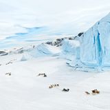 Endlich Winter, Gestalten 2017