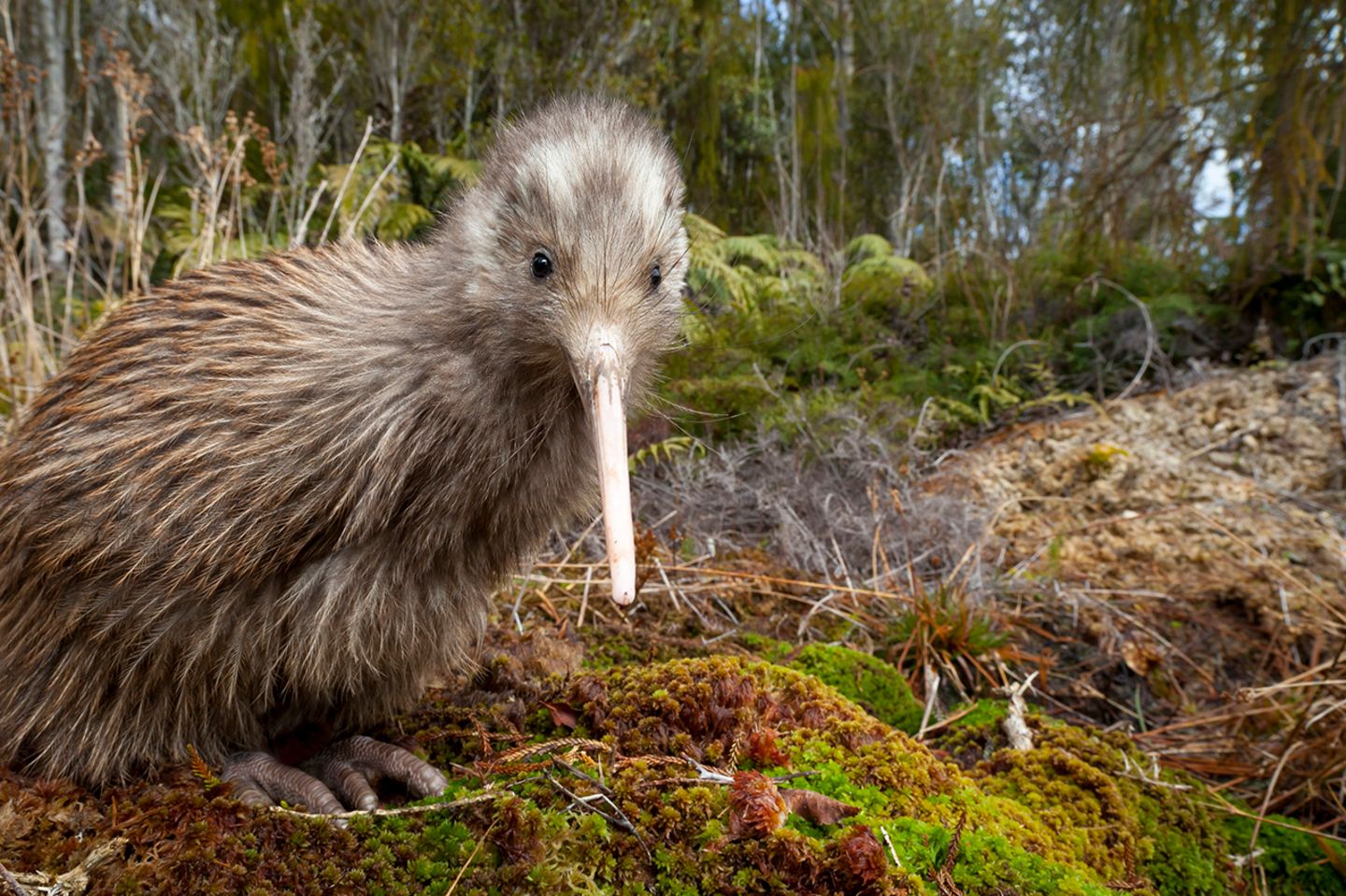 Ein Schrager Vogel Funf Fakten Uber Den Kiwi Geo