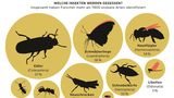 Diagramm Insekten