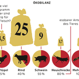 Novel Food-Verordnung: Werden Mehlwürmer und Maden den europäischen Markt erobern? - Bild 3