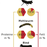 Novel Food-Verordnung: Werden Mehlwürmer und Maden den europäischen Markt erobern? - Bild 4