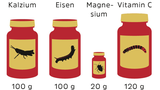 Novel Food-Verordnung: Werden Mehlwürmer und Maden den europäischen Markt erobern? - Bild 5