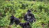 Berggorillas, Ruanda