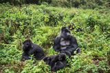 Berggorillas, Ruanda