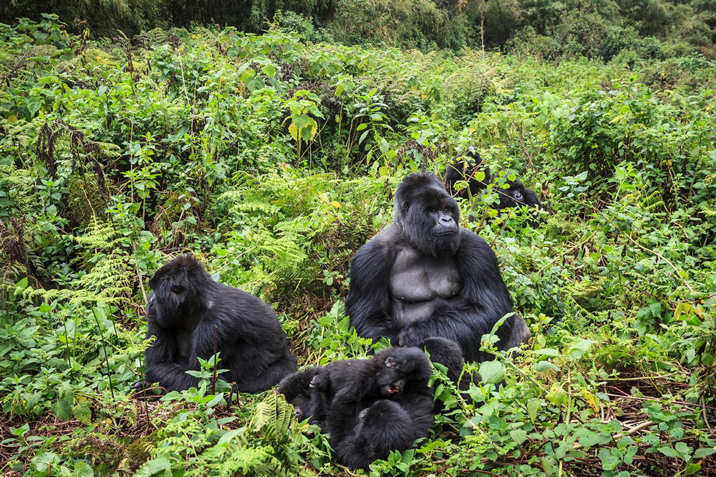 Berggorillas, Ruanda