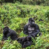 Berggorillas, Ruanda