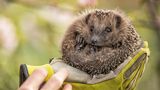 Igel im Handschuh