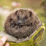 Igel im Handschuh