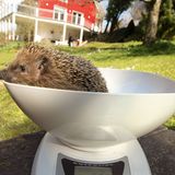 Igel ganz nah