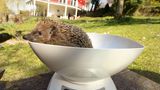 Igel ganz nah